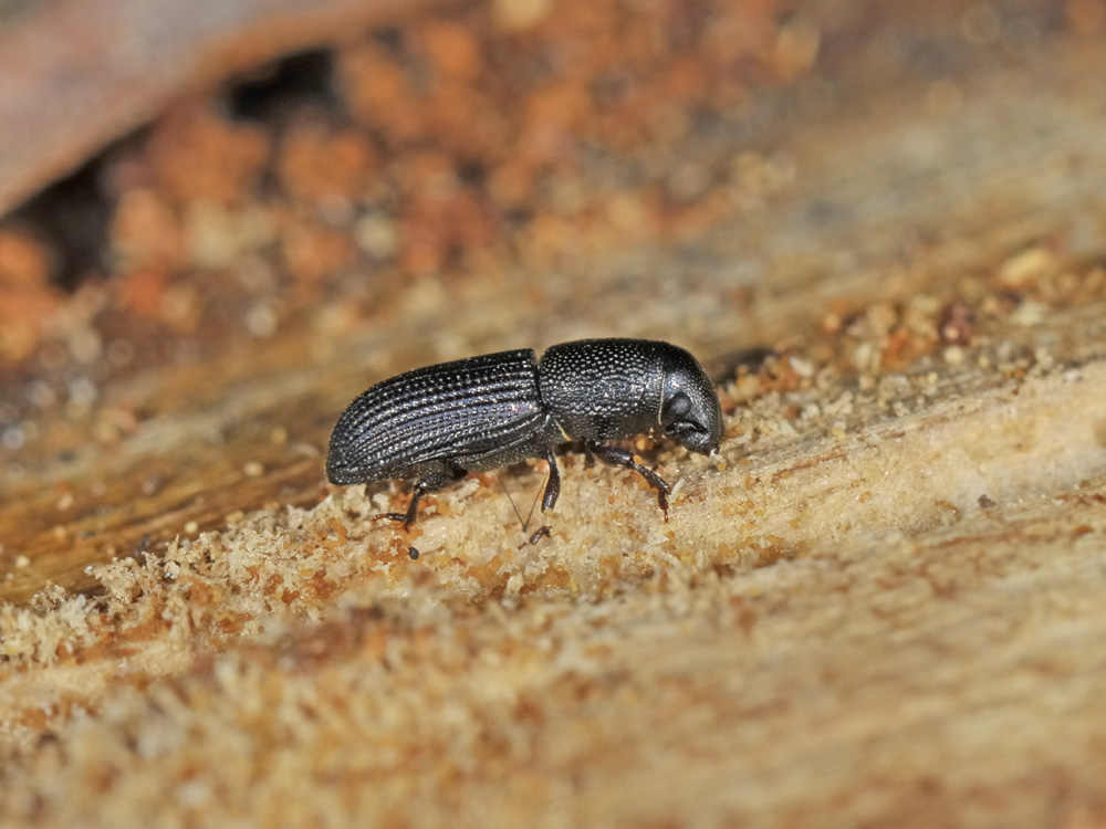 Rhyncolus elongatus